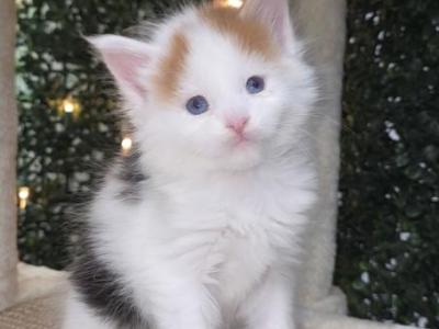 Giovanna Blue Eyed Calico - Maine Coon - Gallery Photo #1