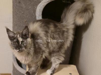Leilani Black Smoke Tortie - Maine Coon - Gallery Photo #1
