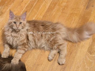 Lanh Red - Maine Coon - Gallery Photo #1