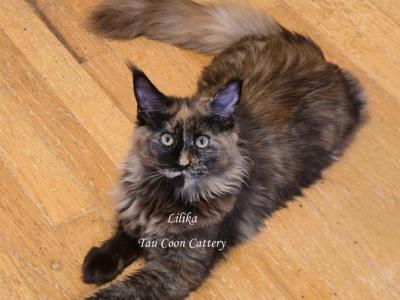 Lilika Tortie - Maine Coon - Gallery Photo #1