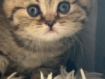 Molly - Scottish Straight - Gallery Photo #1