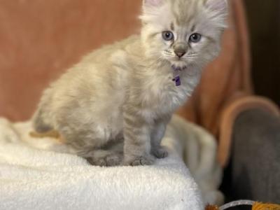 Marmalade Highlander - Highlander - Gallery Photo #1