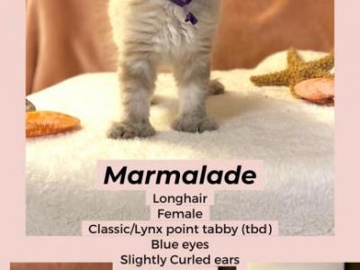 Spring Highlander Kittens - Highlander - Gallery Photo #1