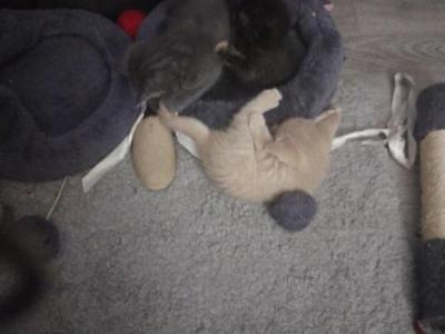 4 Kittens - American Shorthair - Gallery Photo #1