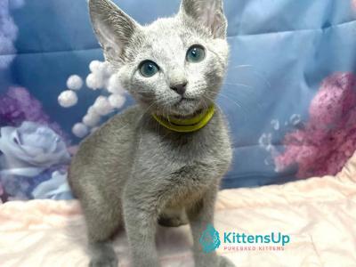 Jerome - Russian Blue - Gallery Photo #1