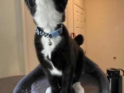 Mittens - American Bobtail - Gallery Photo #1