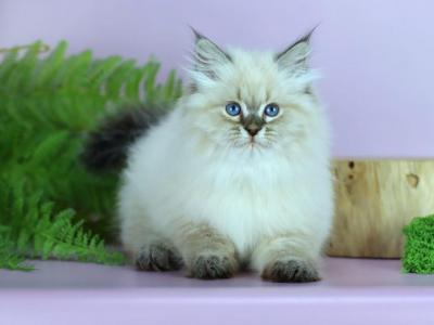 Cindy - Siberian - Gallery Photo #1