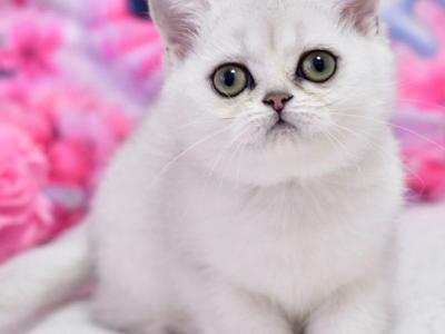 Annabelle - British Shorthair - Gallery Photo #1