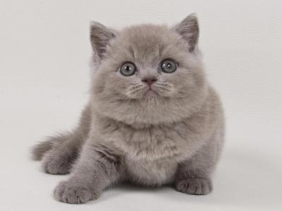 Maximus - British Shorthair - Gallery Photo #1