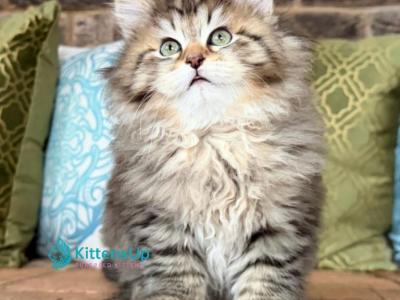 Lubava - Siberian - Gallery Photo #1