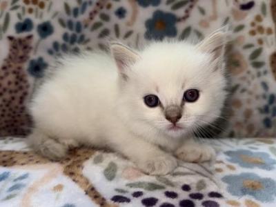 Kiwi - Ragdoll - Gallery Photo #1