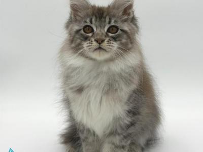 Katu - Maine Coon - Gallery Photo #1