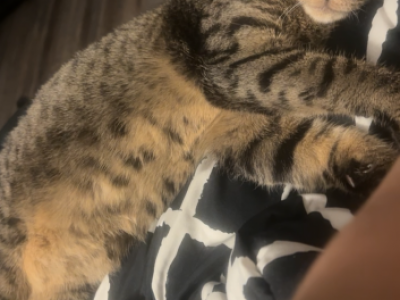 Luna - Domestic - Gallery Photo #1
