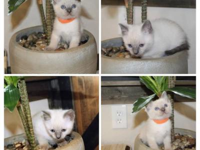 Blue Point Male - Siamese - Gallery Photo #1