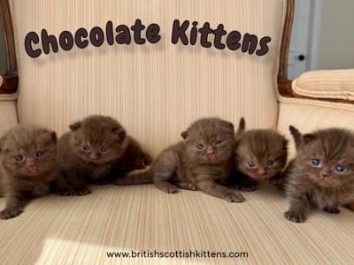 Chocolate Kitten Litter - British Shorthair - Gallery Photo #1