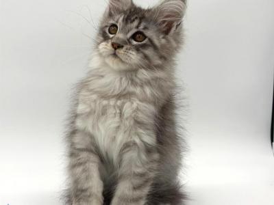 Kleo - Maine Coon - Gallery Photo #1