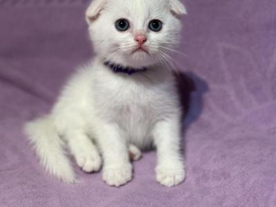 White Scottish Fold - Scottish Fold - Gallery Photo #1
