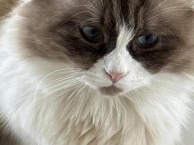 Angel - Ragdoll - Gallery Photo #1