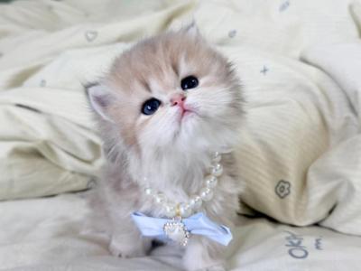 Soho - British Shorthair - Gallery Photo #1