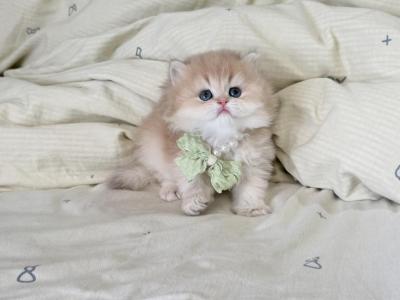 Taro - British Shorthair - Gallery Photo #1