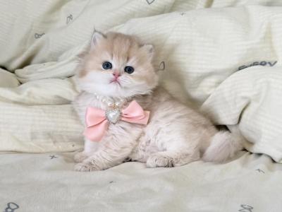 Dina - British Shorthair - Gallery Photo #1