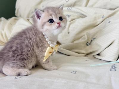 Taco - British Shorthair - Gallery Photo #1