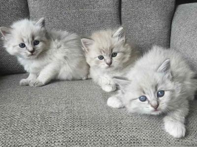 Siberian Nevas Kittens - Siberian - Gallery Photo #1