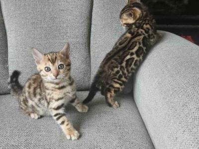 Bengal Brothers - Bengal - Gallery Photo #1