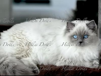 Traditional Blue Point Male Health Tested Parents - Ragdoll - Gallery Photo #1