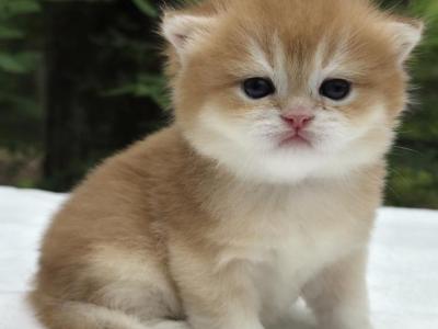 Lexus - British Shorthair - Gallery Photo #1