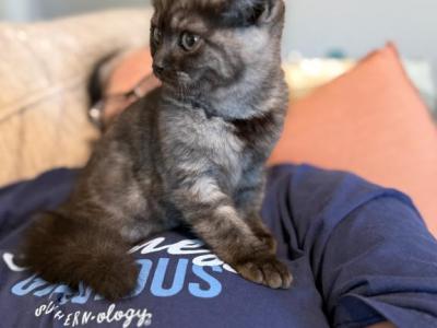 British Shorthair - British Shorthair - Gallery Photo #1