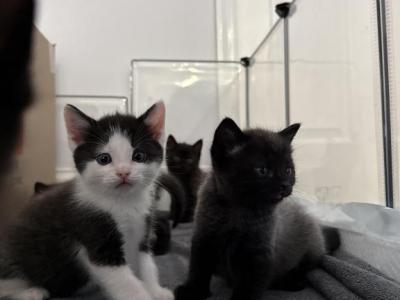 Ragdoll Blue Point Mix - Ragdoll - Gallery Photo #1