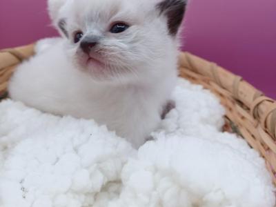 Charlotte's Seal Point Girl - Ragdoll - Gallery Photo #1