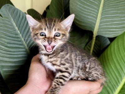 Brown Male Kitten - Bengal - Gallery Photo #1