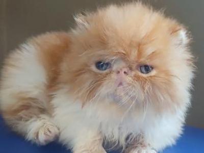 Cfa Red And White Male Persian Kitten - Persian - Gallery Photo #1