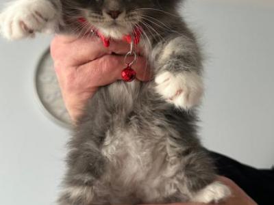 Maine Coon Kittens - Maine Coon - Gallery Photo #1