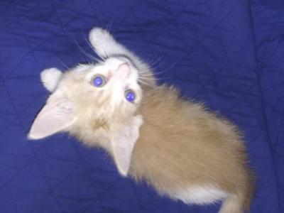 Teddy - Domestic - Gallery Photo #1