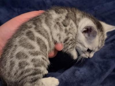 SocalExBengal - Bengal - Gallery Photo #1