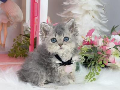 SK017 - Selkirk Rex - Gallery Photo #1
