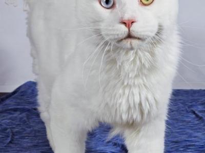 Poseidon - Maine Coon - Gallery Photo #1