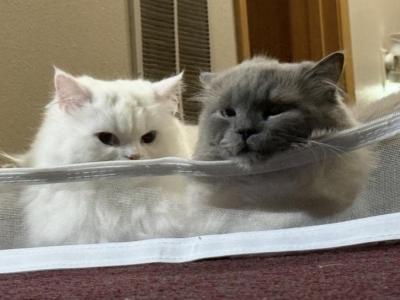 Minuets - Minuet - Gallery Photo #1