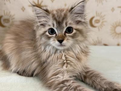 Rosie - Ragdoll - Gallery Photo #1
