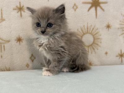Poppy - Ragdoll - Gallery Photo #1