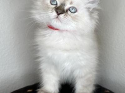 Austin Texas Kitten - Ragdoll - Gallery Photo #1