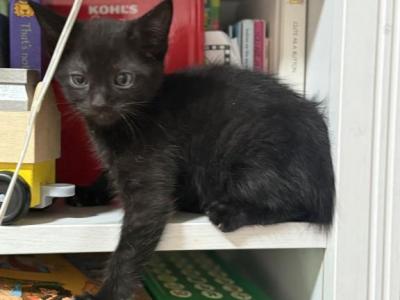 Domestic Males - Domestic - Gallery Photo #1