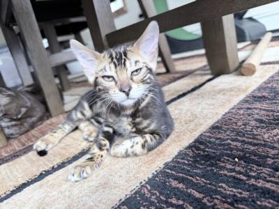 Marble Bengal - Bengal - Gallery Photo #1