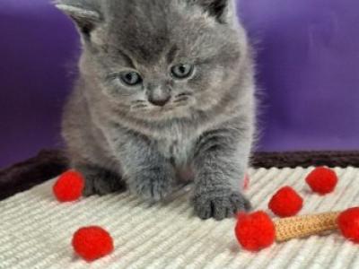 Janeta British - British Shorthair - Gallery Photo #1