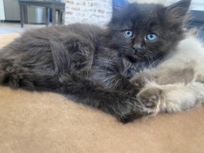 Luna - Siberian - Gallery Photo #1