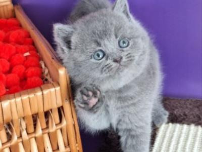 Jamala British - British Shorthair - Gallery Photo #1