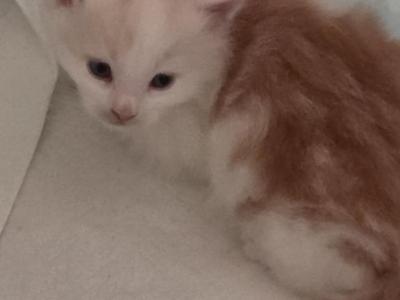 Cream Male Maine Coon - Maine Coon - Gallery Photo #1